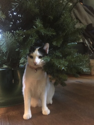Sophie's Christmas Tree